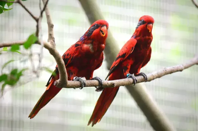 Red Lorikeet for sale in Ainavilli