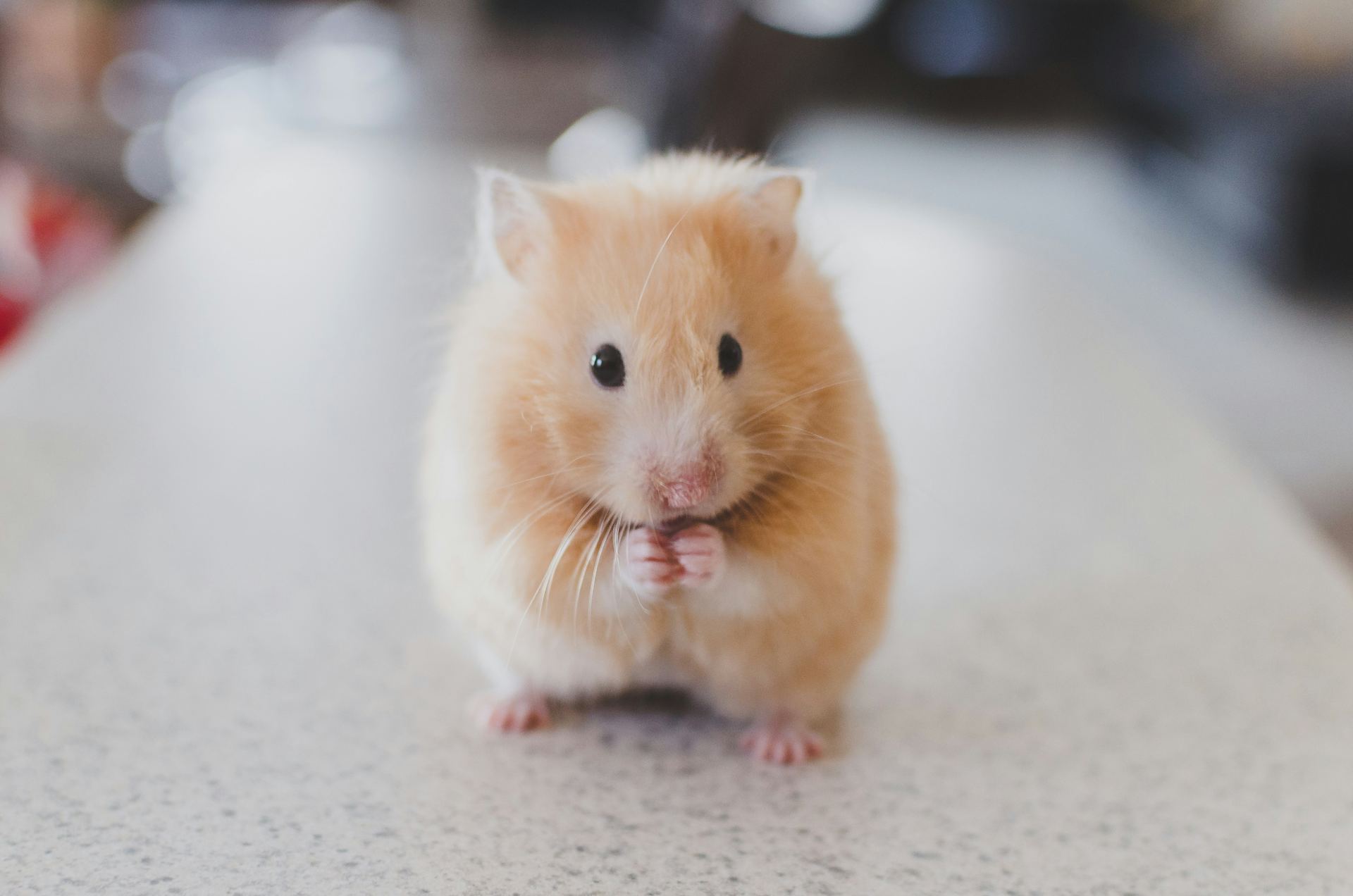 Another photo of the Syrian Hamster Babies available at Bengaluru Pets in Bengaluru - Syrian Hamster Babies