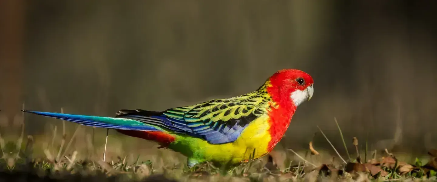 Rosella Bird - Rosella Bird