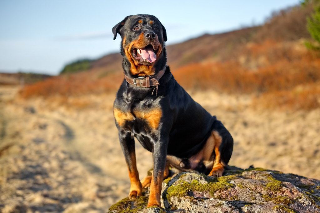 Rottweiler Puppy for sale in Adoni