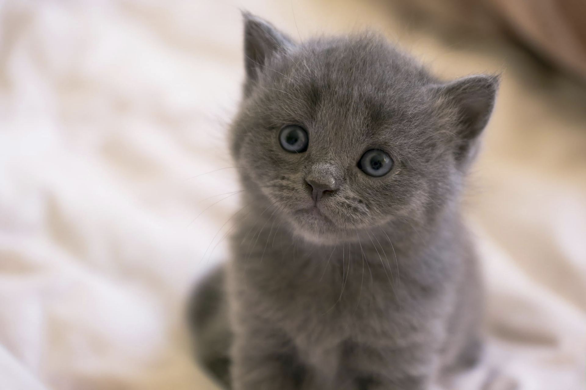 Russian Blue Kitten for sale in Bhamini