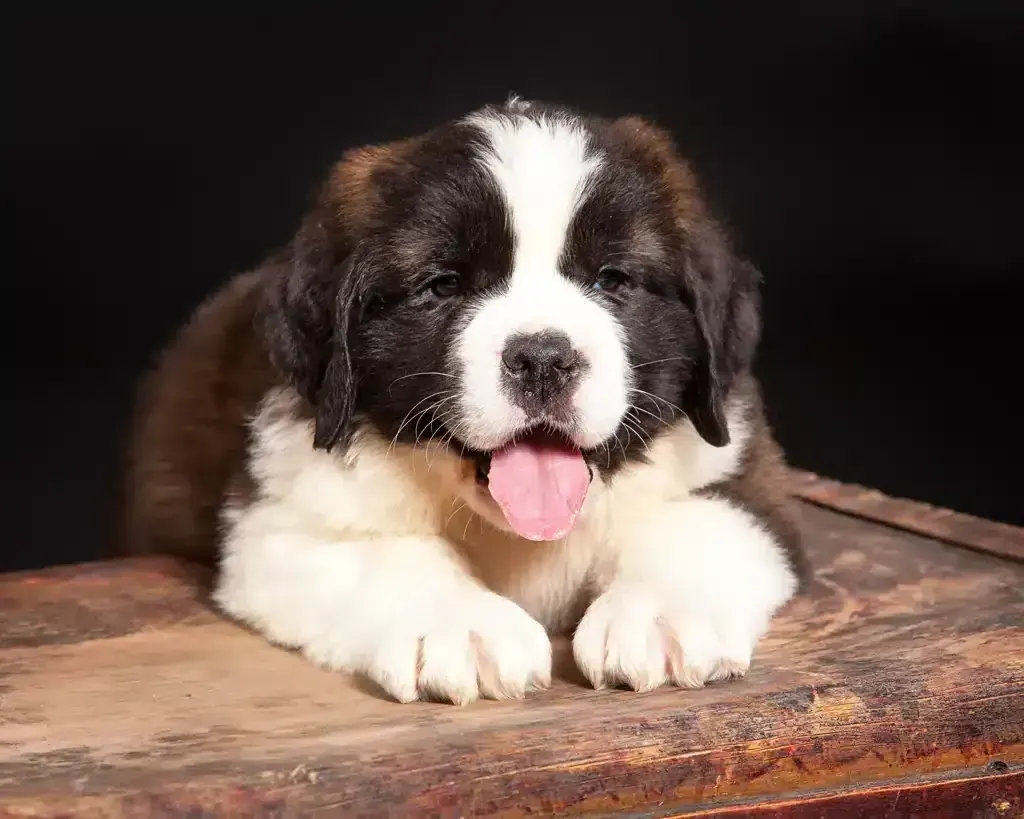 Saint Bernard Puppy for sale in Adoni