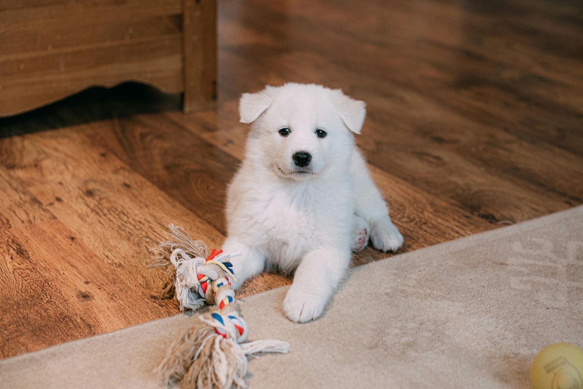 Samoyed Puppy | White for sale in Ainavilli