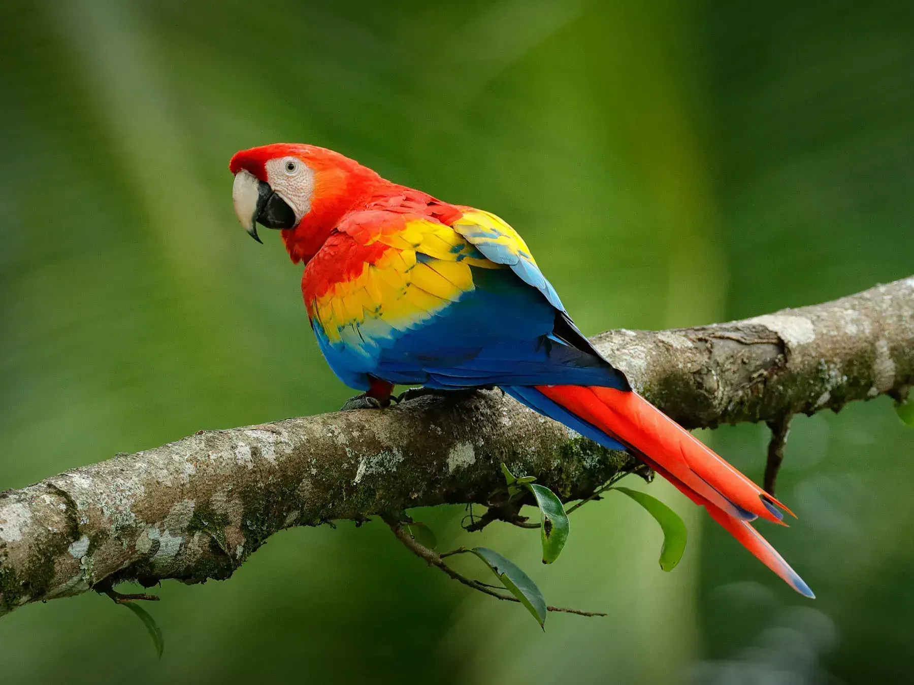 Scarlet Macaw - Scarlet Macaw