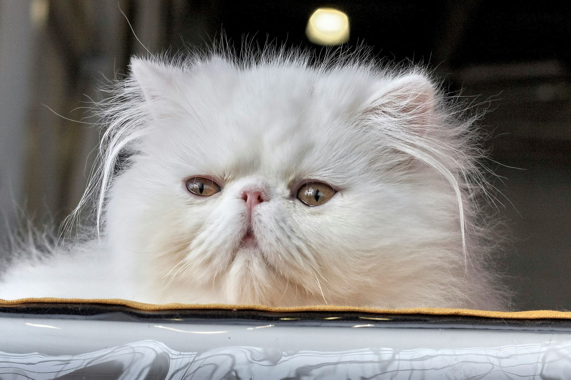 Persian Kitten (Punch Face) kitten available in Adoni