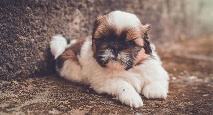 Shih Tzu Puppy Brown & White