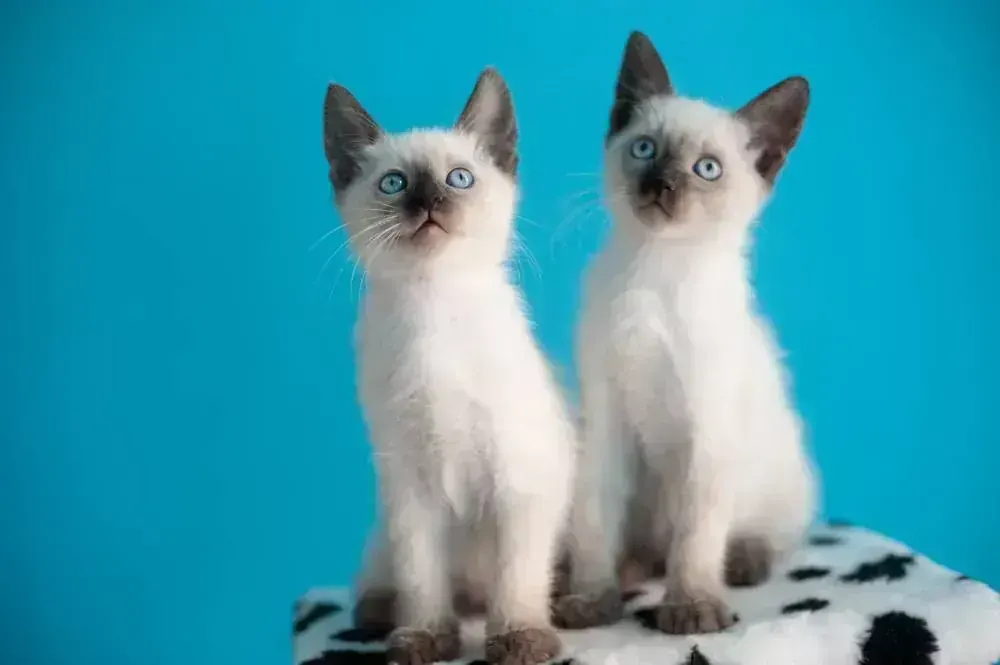 Siamese Kitten for sale in Bhamini
