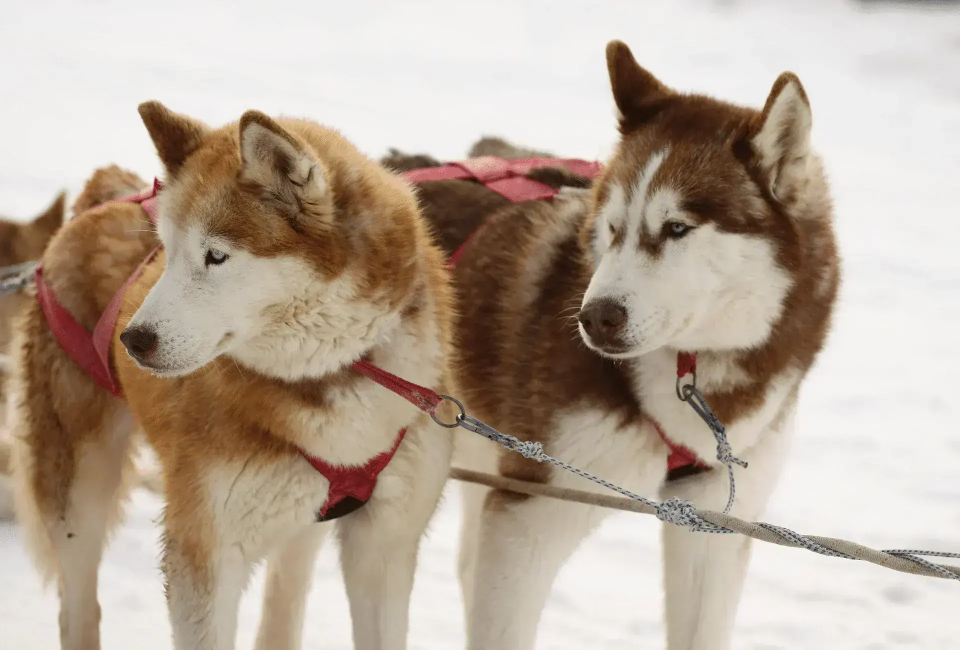 Siberian Husky Puppy | Copper & White Color - Siberian Husky Puppy | Copper & White Color