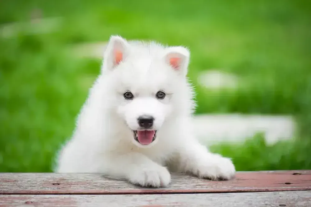 Siberian Husky Puppy | White Color - Siberian Husky Puppy | White Color