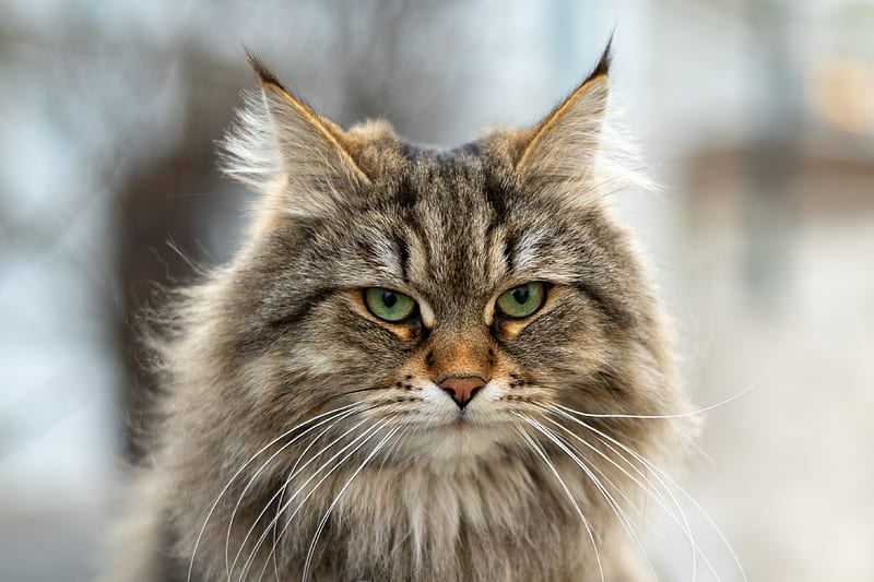 Siberian Kitten for sale in Bhamini