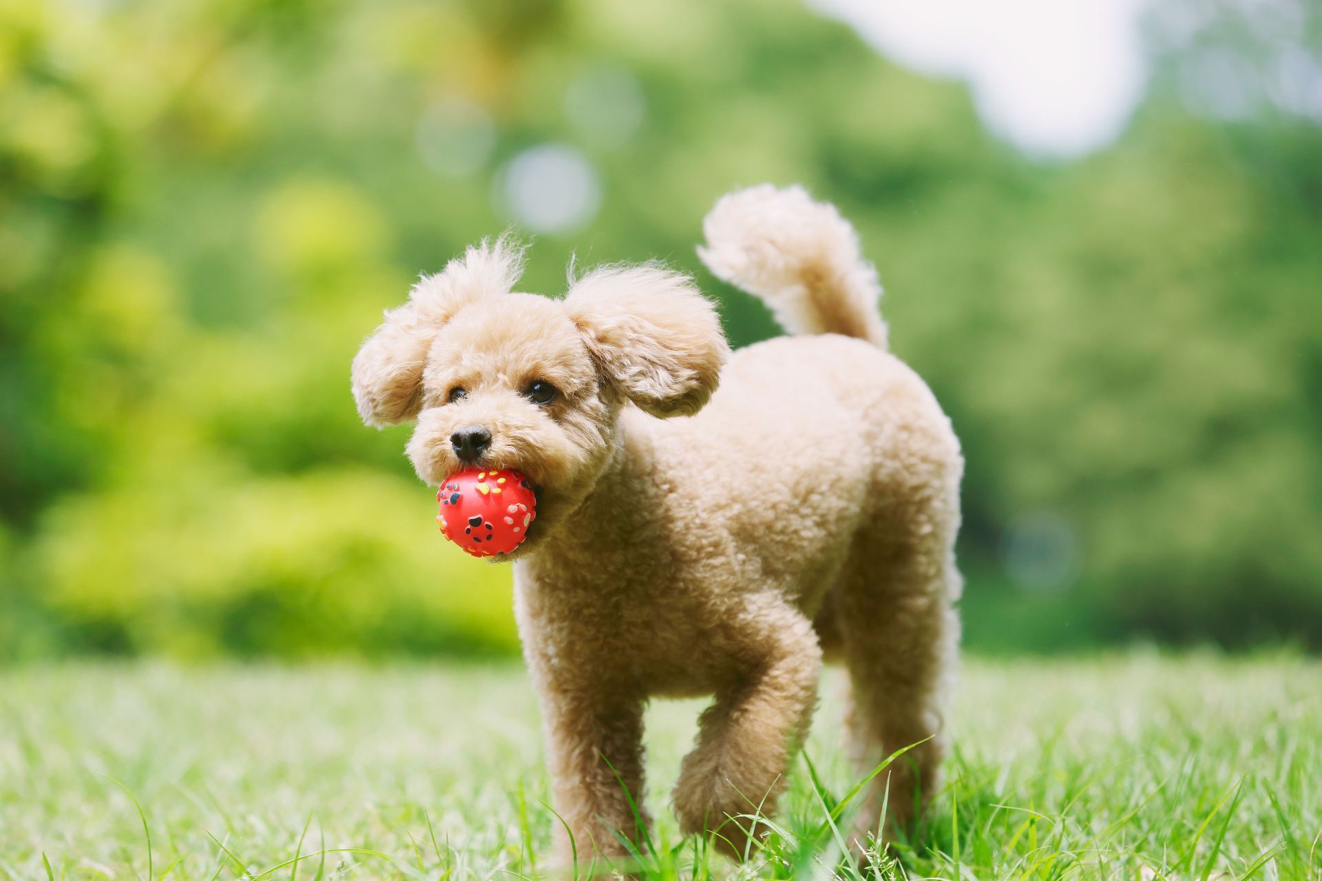 Standard Poodle Puppy - Standard Poodle Puppy