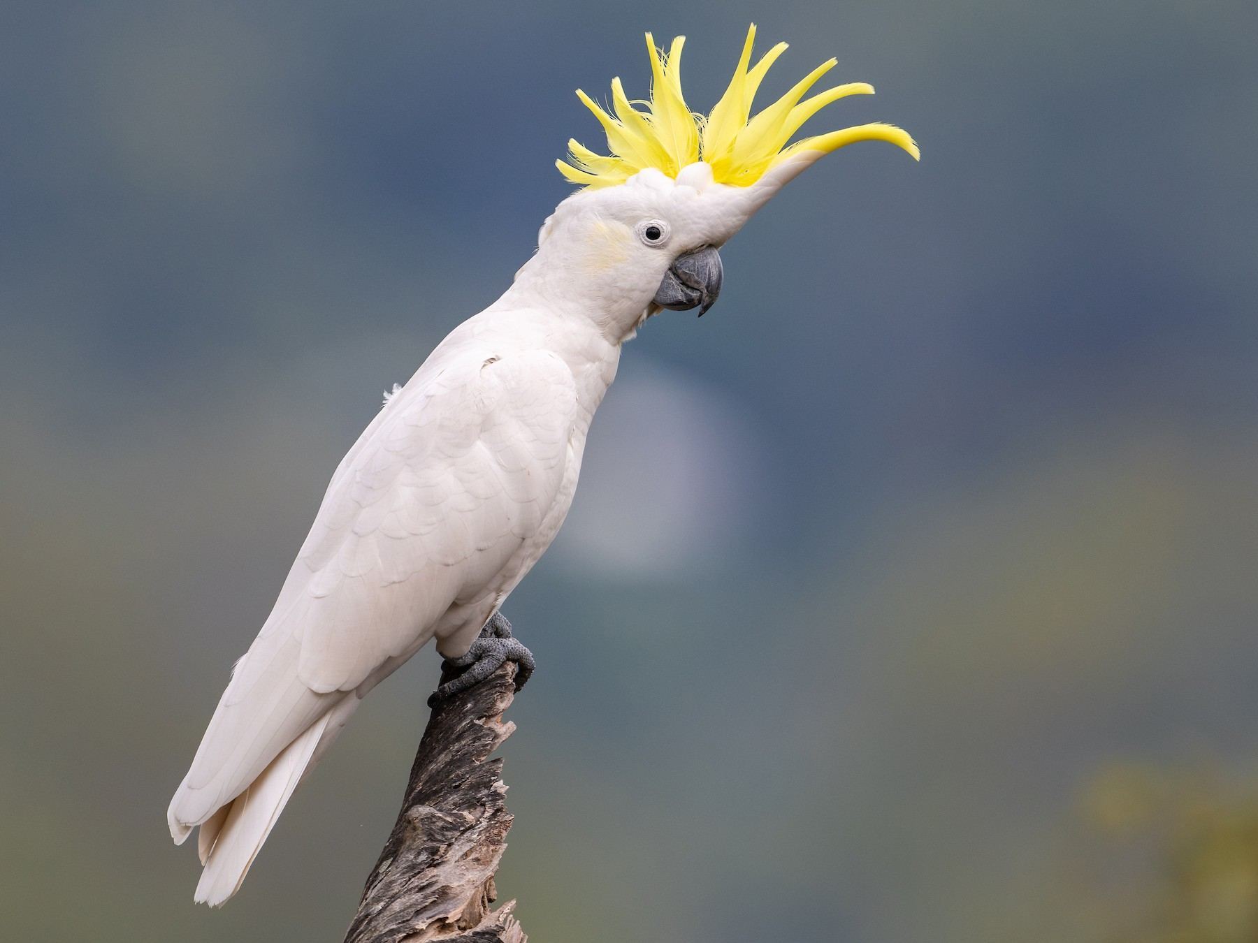 Sulphur Crested Cockatoo for sale in Achampet