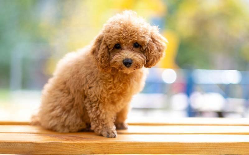 Toy Poodle Puppy for sale in Achampet