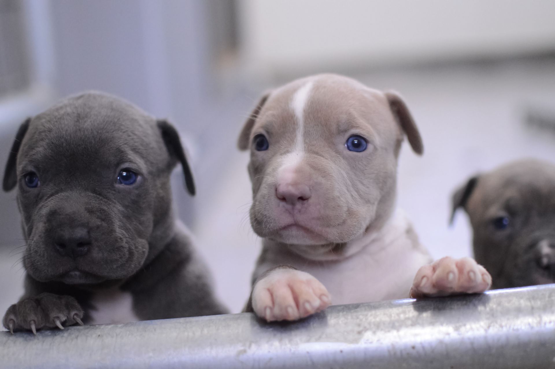 Pitbull Terrier Puppy for sale in Chegunta