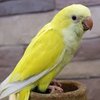 Exotic Birds & Chicks