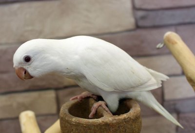 Albino Monk | Bengaluru Pets