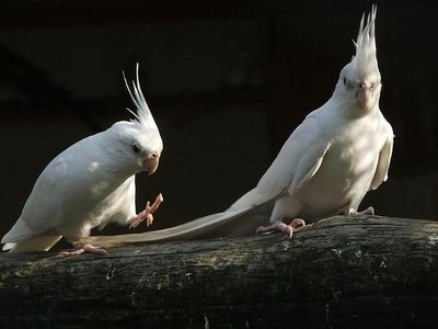 Albino Cockatiel