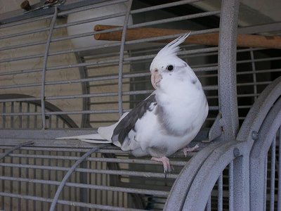 Cockatiel White Face