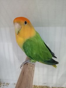 African Love Birds | Opaline