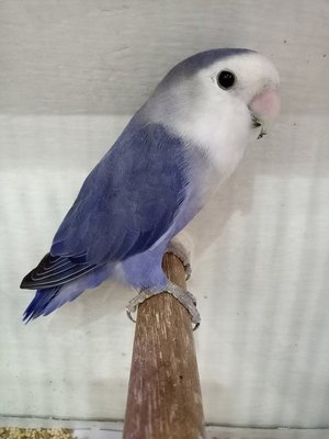 African Love Birds | Violet