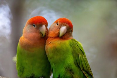 African Love Birds