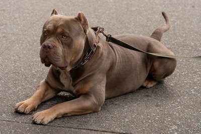 American Bully XXL Size Puppy