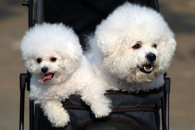 Bichon Frise Puppy