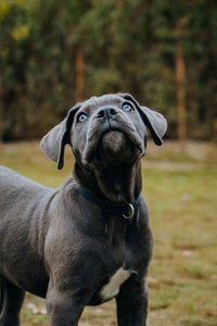 Cane Corso Puppy | Blue