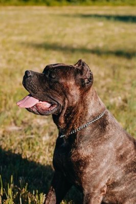 Cane Corso Puppy | Brindle
