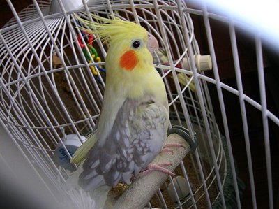 Cockatiel | Pied