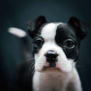 Boston Terrier Puppy