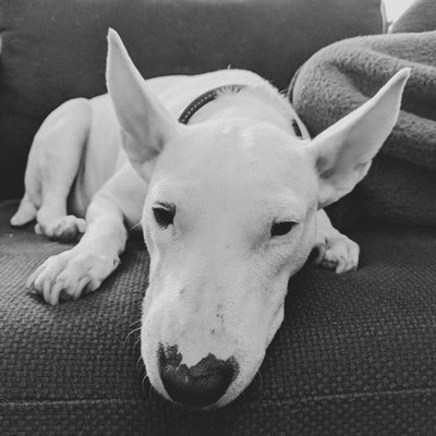 Bull Terrier Puppy