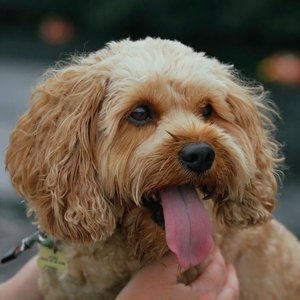Cockapoo Puppy