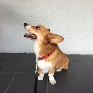 Corgi Puppy