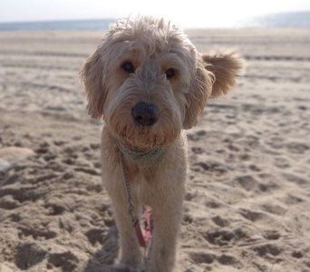 Doodle Puppy