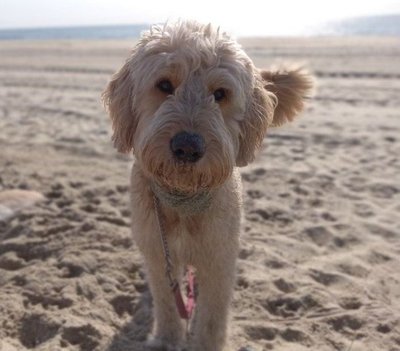 Doodle Puppy