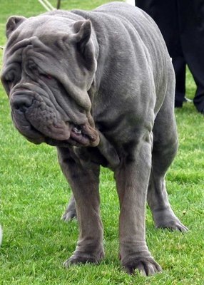 Neapolitan Mastiff Puppy