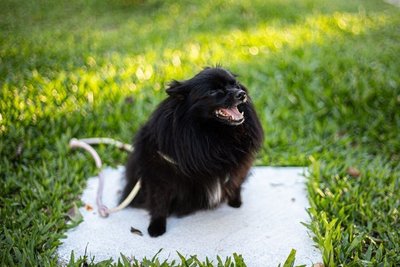 Culture Pom Puppy | Black