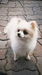 Culture Toy Pom Puppy | White