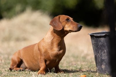 Dachshund Puppy | Brown