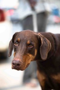 Doberman Pinscher Puppy | Brown & Tan