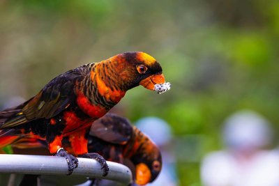 Dusky Lorikeet
