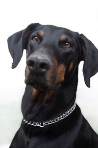 European Doberman Puppy | Black & Tan
