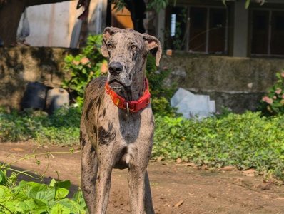 Great Dane Puppy | Brindle