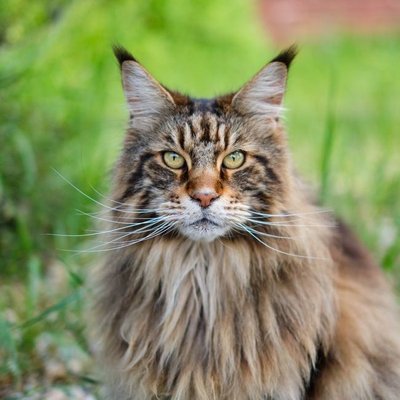 Maine Coon Kitten