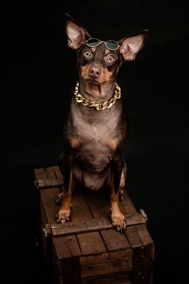 Miniature Pinscher Puppy | Brown & Tan