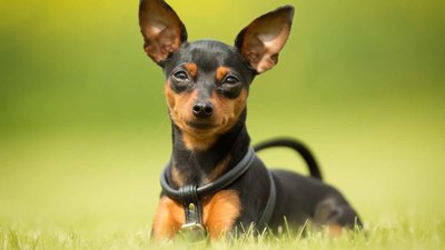 Miniature Pinscher Puppy