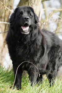 Newfoundland Puppy