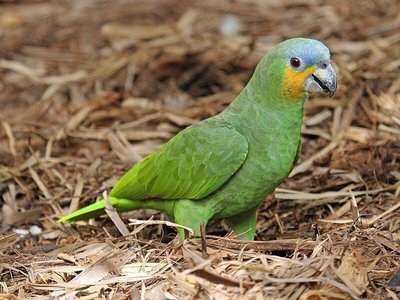 Orange Wing Amazon Parrots