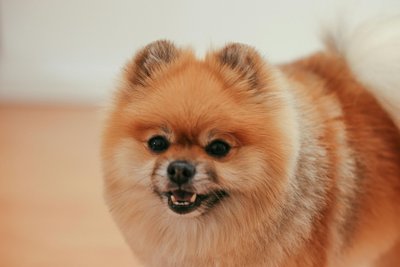 Culture Pom Puppy | Orange Color